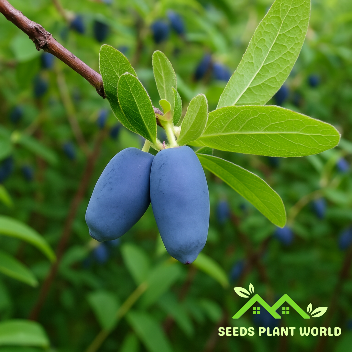 5 Lonicera Caerulea Edulis Seeds – Cold Hardy Honeyberry Fruit for Planting