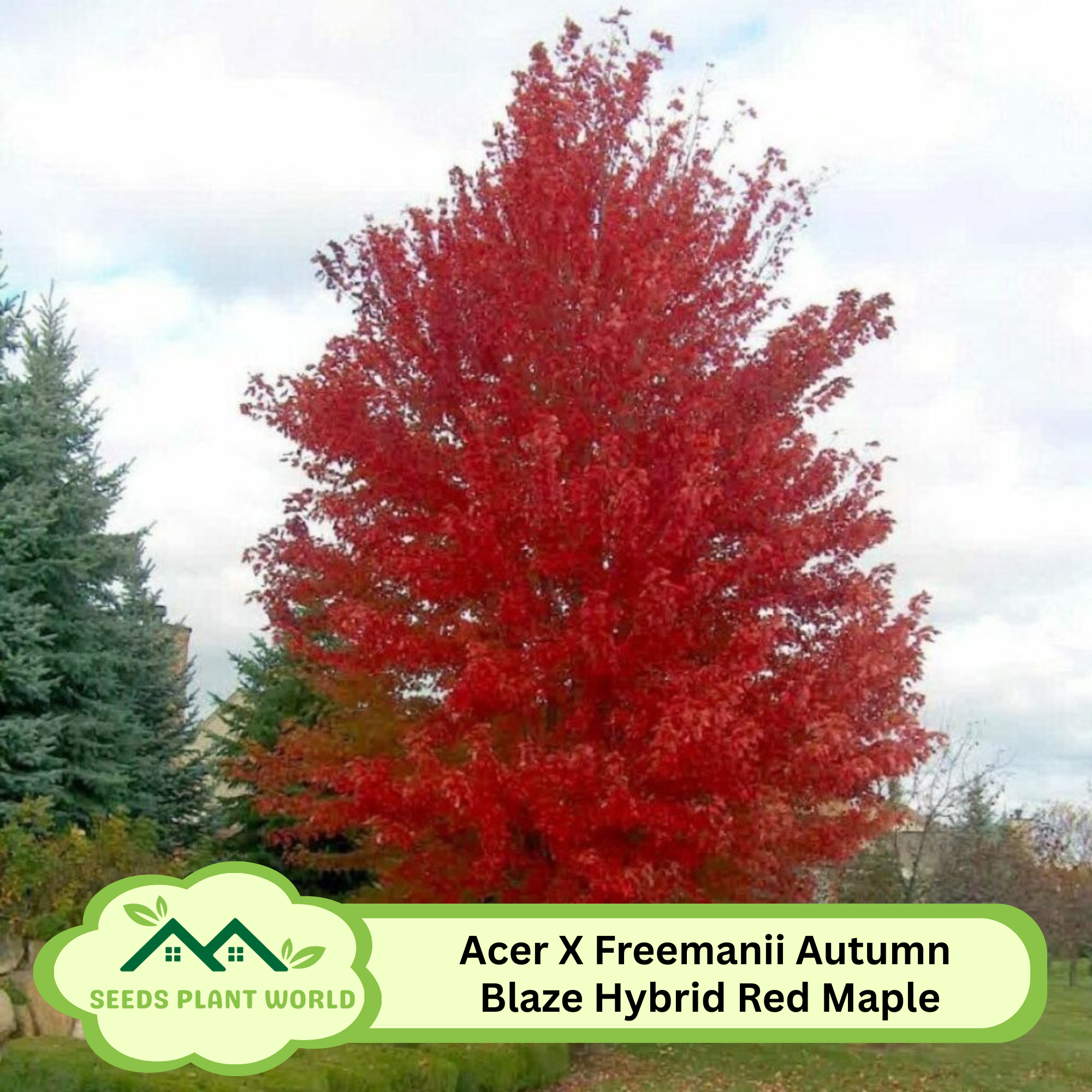 Buy Acer truncatum x 'Crimson Sunset' Shantung Maple — Mr