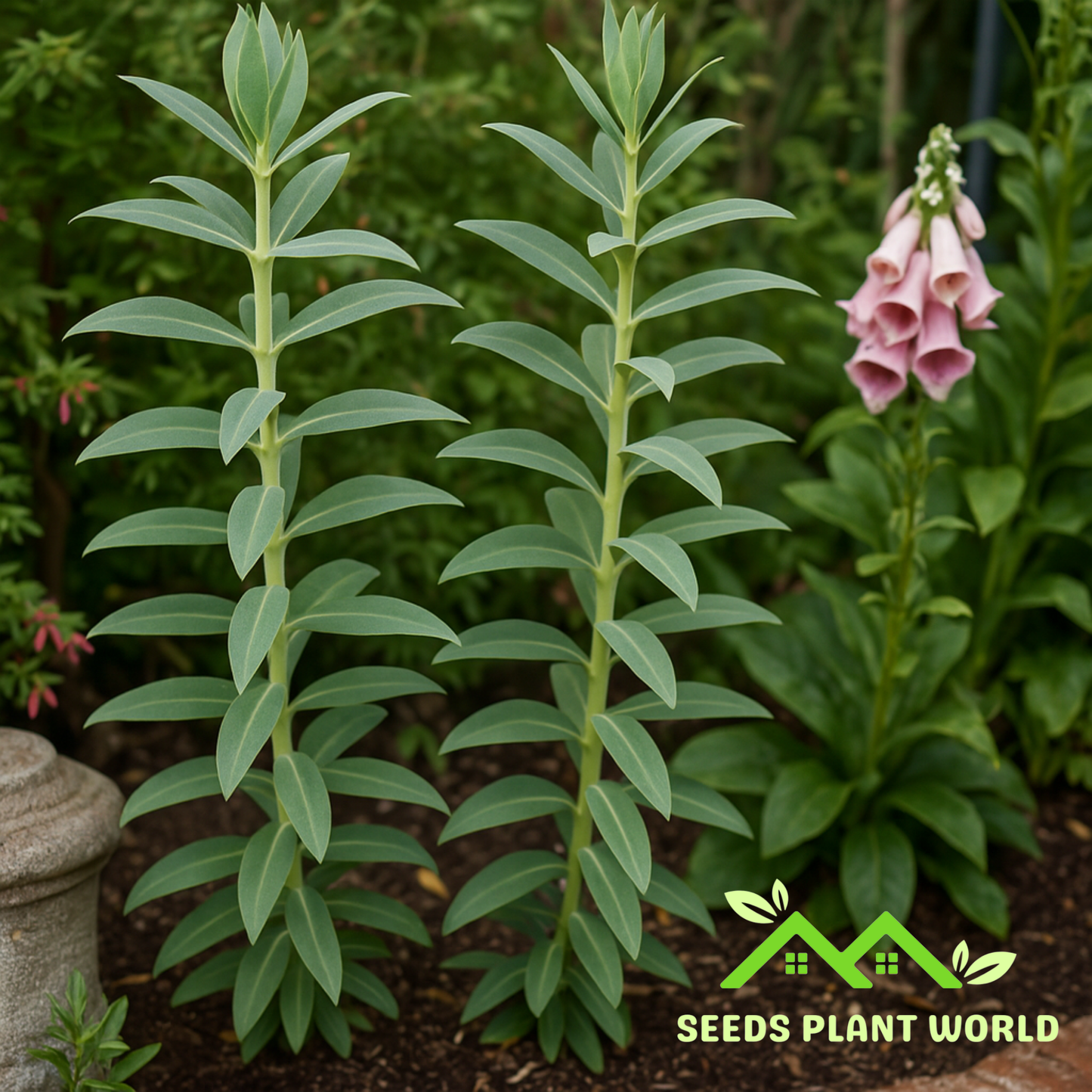 5 Euphorbia Lathyris Gopher Purge Seeds – Natural Rodent Repellent