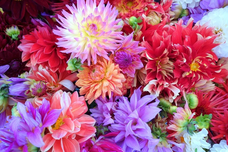 20 Dwarf Mixed Colors Redskin Dahlia Variabilis Red Skin Bicolor Flower Seeds | www.seedsplantworld.com