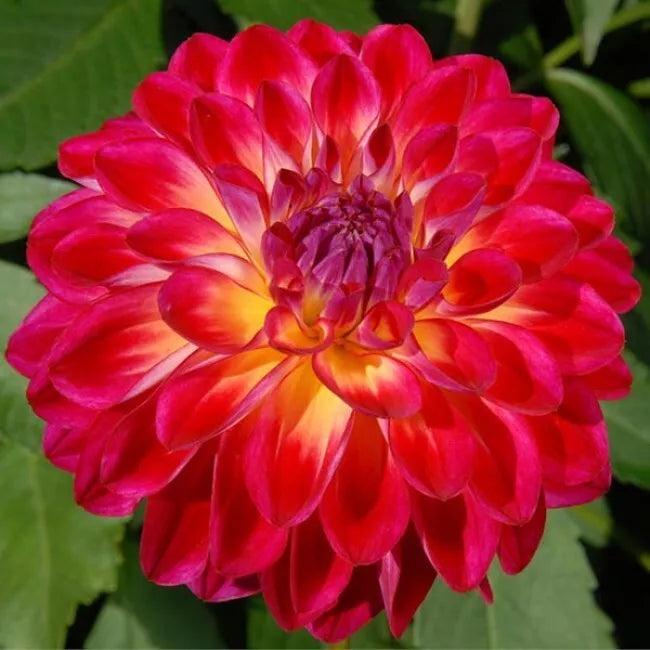 dinnerplate dahlia seeds 1 Dinnerplate Dahlia Manhattan Island Flower Bulb Tuber Clump Eye Catching  Bulbs Plant