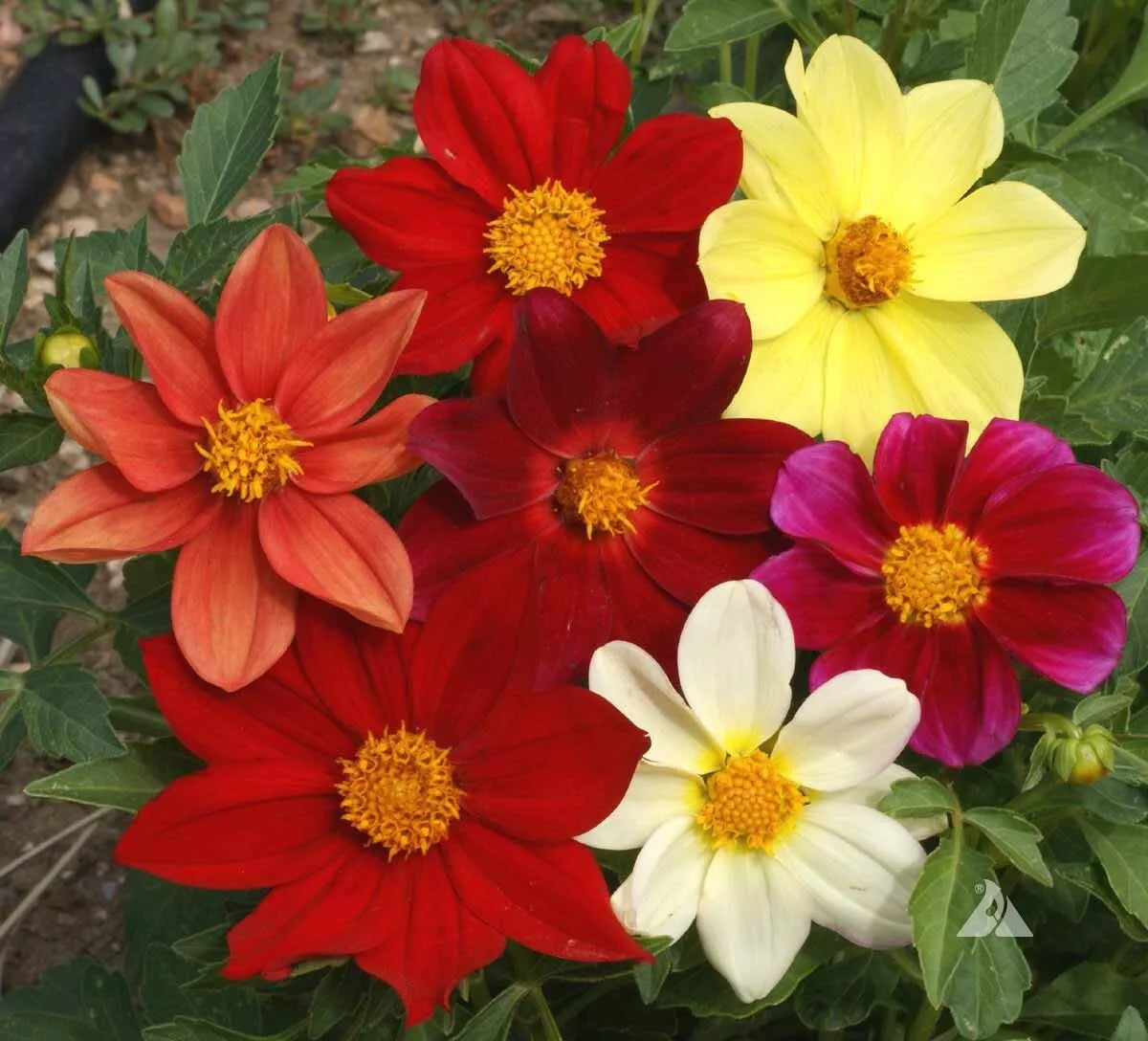 200 Dahlia Mixed Colors Dwarf 10-16" Cut Flower Garden Annual Usa Non-Gmo Seeds For Planting | www.seedsplantworld.com