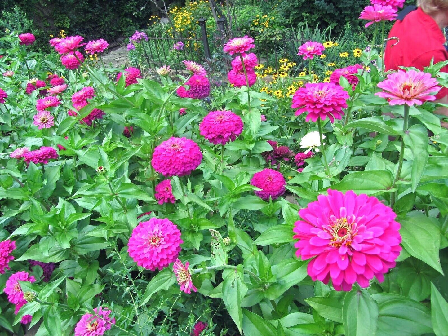 300 Purple Zinnia Flower Seeds | www.seedsplantworld.com