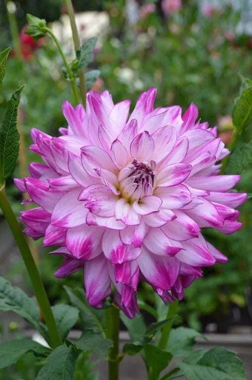 1 Dinnerplate Dahlia Who Done It Flower Bulb Tuber Clump Luxuriant Shades Bulbs Plant | www.seedsplantworld.com