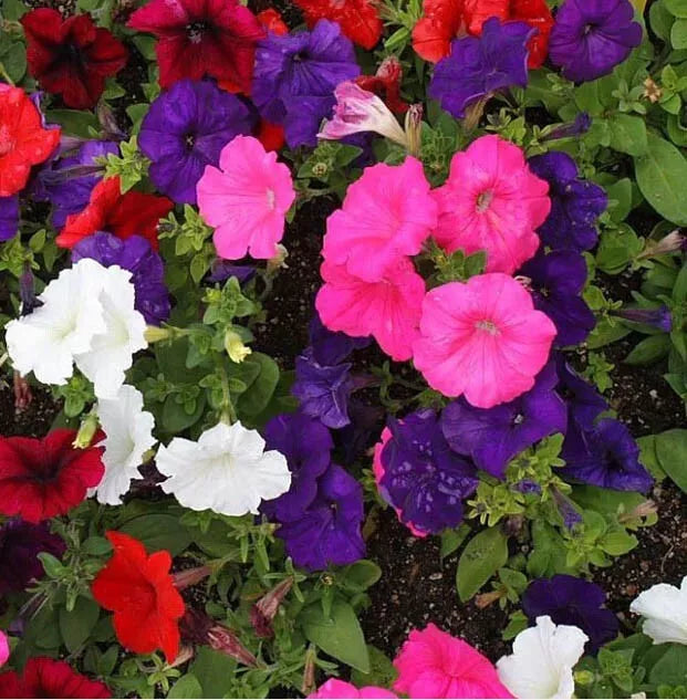 2000 Petunia Dwarf Mix Multi-Color Compact Containers Flower Garden Spring Seeds For Planting | www.seedsplantworld.com