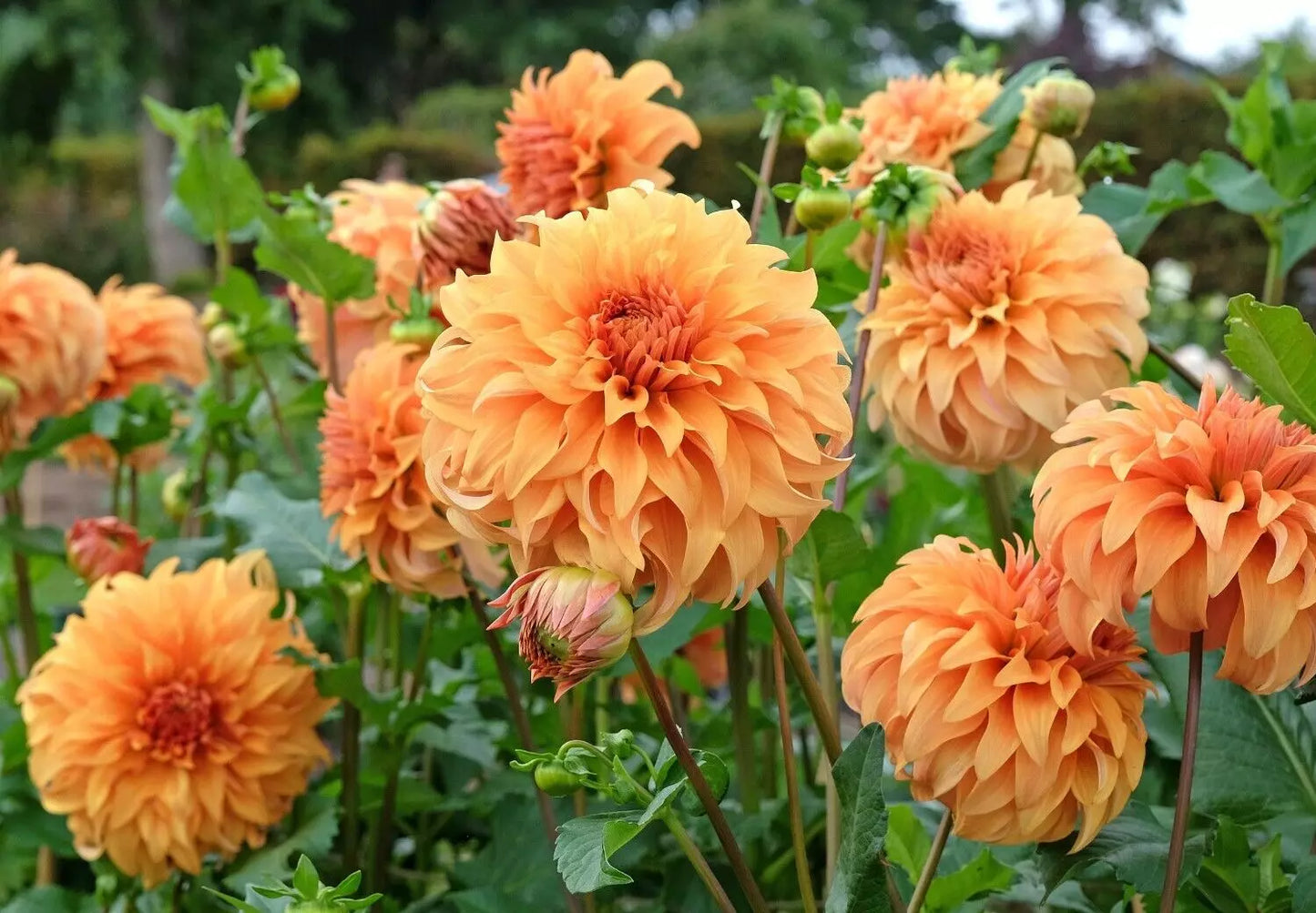 2 Dinnerplate Dahlia Great Hercules Flower Bulb Tuber Clumps A New Showstopper Bulbs Plant | www.seedsplantworld.com