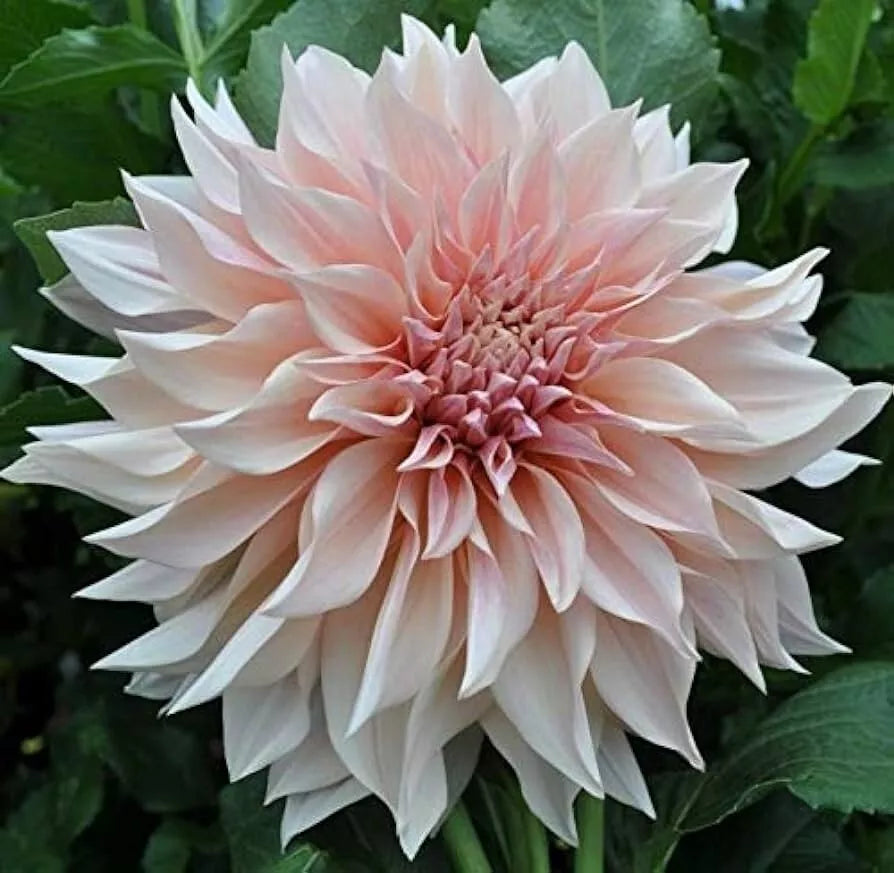 1 Dinnerplate Dahlia Cafe Au Lait Flower Bulb Tuber Clump 10" Plus Blooms Bulbs Plant | www.seedsplantworld.com