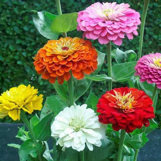 100 Zinnia Elegans Dahlia Flowered Mix Butterflies Love Heirloom Non-Gmo Seeds For Planting | www.seedsplantworld.com