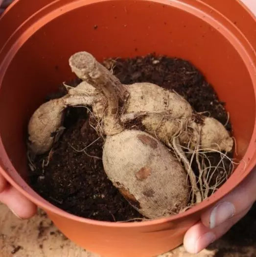 2 Giant Ball Dahlia Sweet Suzanne Bulb Tuber Clumps 4 Inch Round Blooms Bulbs Plant | www.seedsplantworld.com