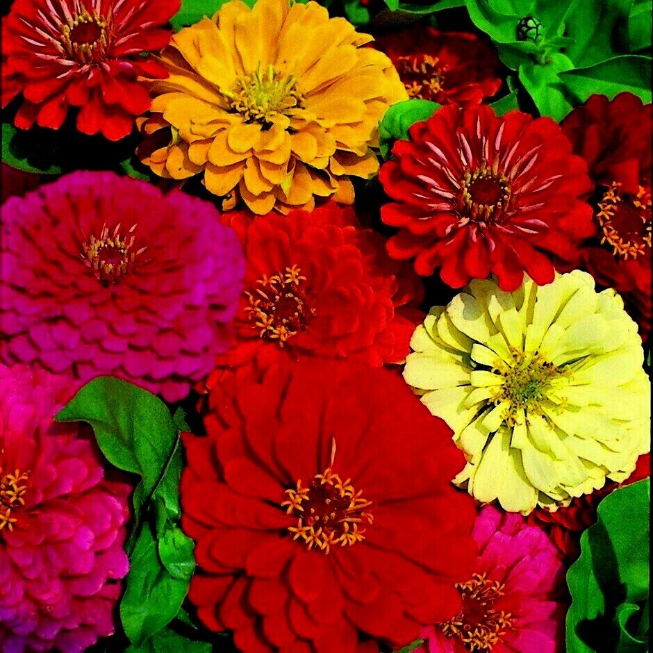 300 Giant Dahlia Zinnia Mix Flower Seeds | www.seedsplantworld.com