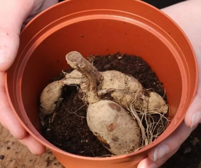 1 Dinner Plate Dahlia Tyrell Flower Bulb Tuber Clump Rare Apricot Colors Bulbs Plant | www.seedsplantworld.com