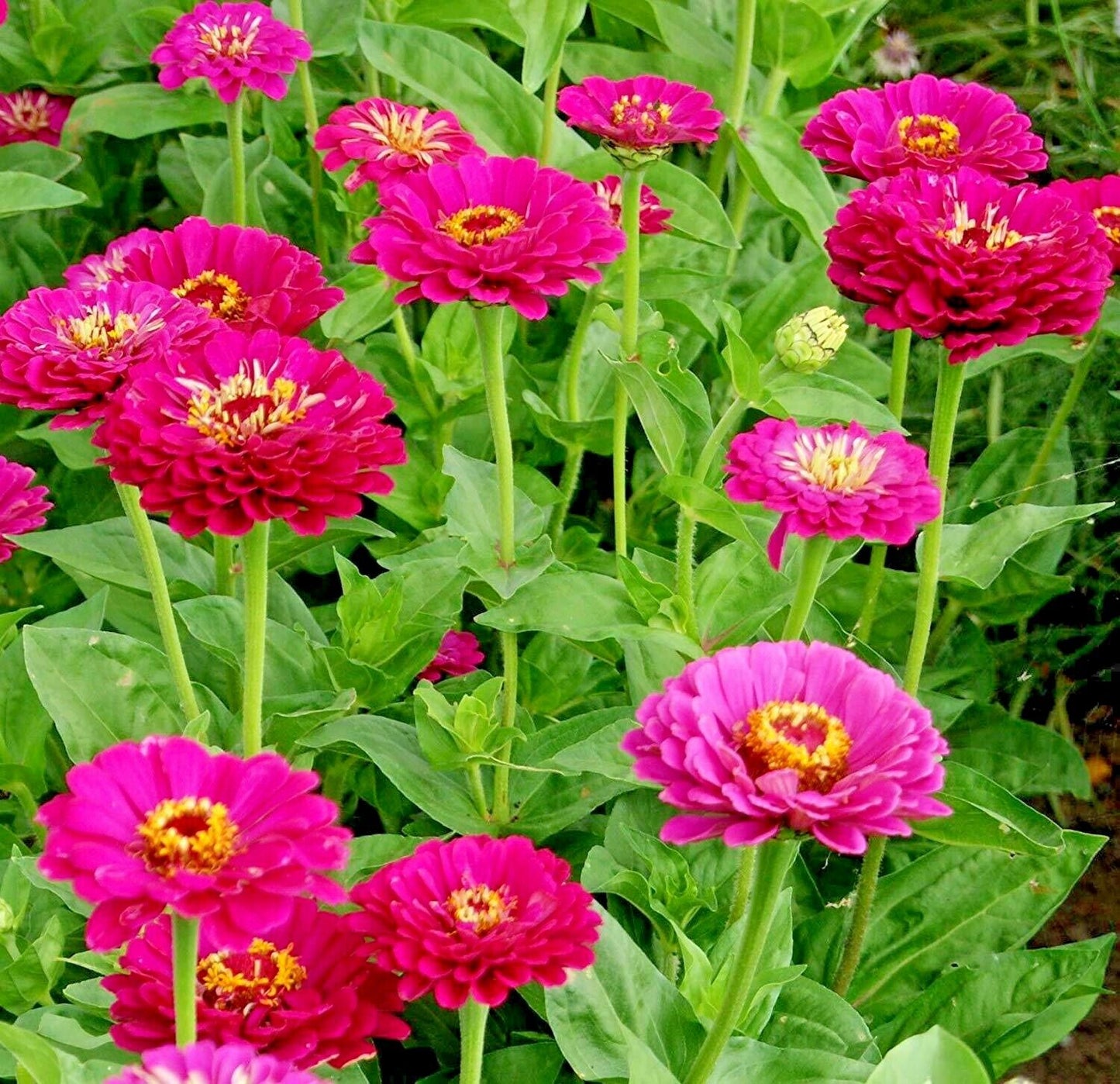 300 Pink Zinnia Flower Seeds | www.seedsplantworld.com