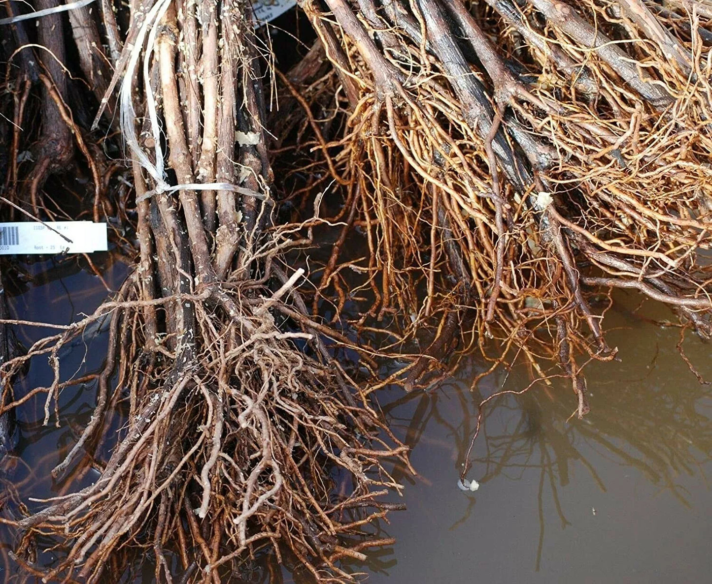 1 Somerset Red Seedless Live Grape Vine Plant Pruned For Planting (1-2 Yr Old) Fruit Tree | www.seedsplantworld.com