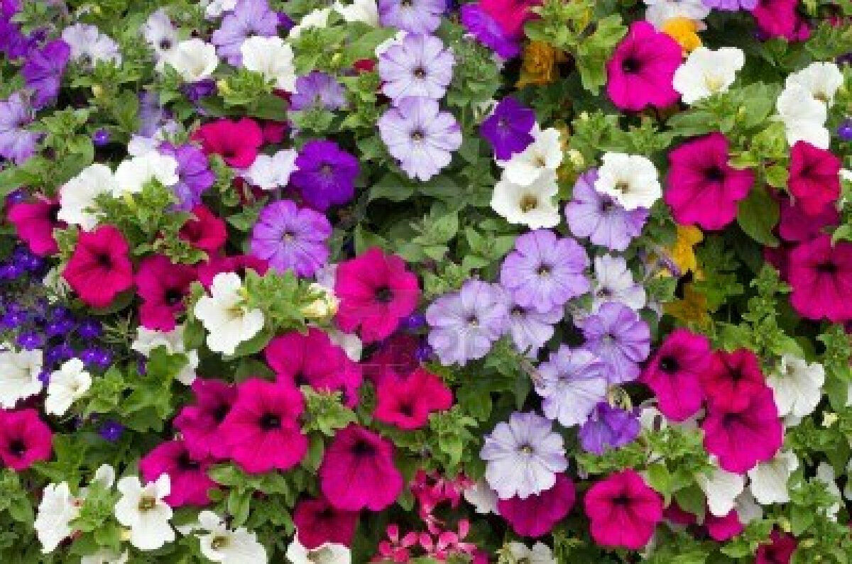 2001 Dwarf Petunia Mix Flower Seeds | www.seedsplantworld.com