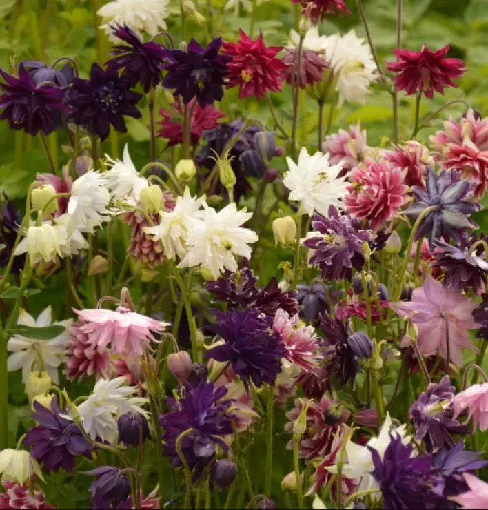 100 Columbine Barlow Mix Perennial Dahlia-Like Double Blooms Spring Nongmo Seeds For Planting | www.seedsplantworld.com