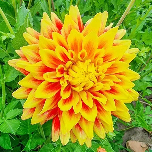 21 Dahlia Flower Bulb Tuber Clumps (18 Varieties) Combined Spring Shipping Bulbs Plant | www.seedsplantworld.com