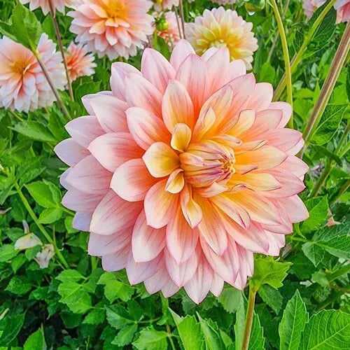 dahlia bulbs or seeds 2 Decorative Dahlia Sheer Heaven Flower Bulb Tuber Clumps Productive Perennial Bulbs Plant