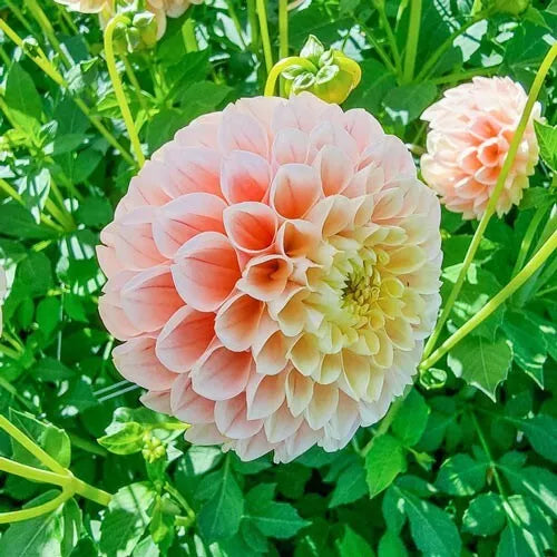seeds & bulbs dahlia 2 Giant Ball Dahlia Sweet Suzanne Bulb Tuber Clumps 4 Inch Round Blooms  Bulbs Plant