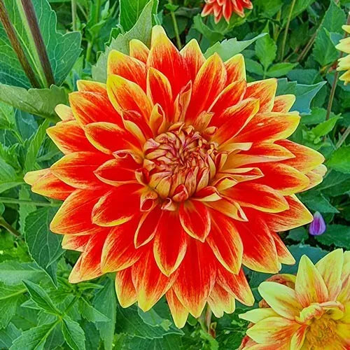 1 Dinnerplate Dahlia Sun Explosion Flower Bulb Tuber Clump Dazzling Colors Bulbs Plant | www.seedsplantworld.com