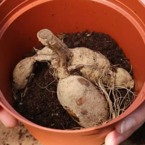 1 Dinnerplate Dahlia Vassio Meggos Flower Bulb Tuber Clump Eye Popping Appeal Bulbs Plant | www.seedsplantworld.com