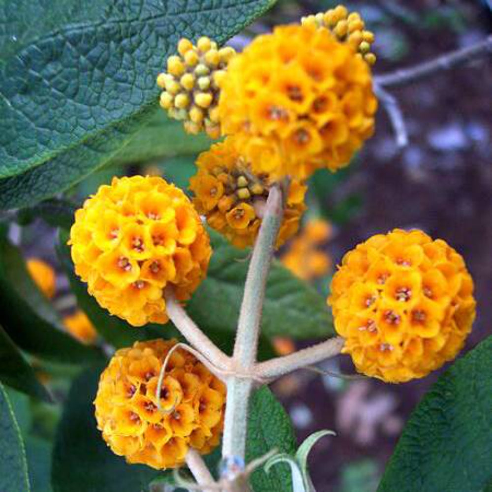 10 Orange Ball Tree / Golden Butterfly Bush Buddleja Globosa Shrub Flower Seeds | www.seedsplantworld.com