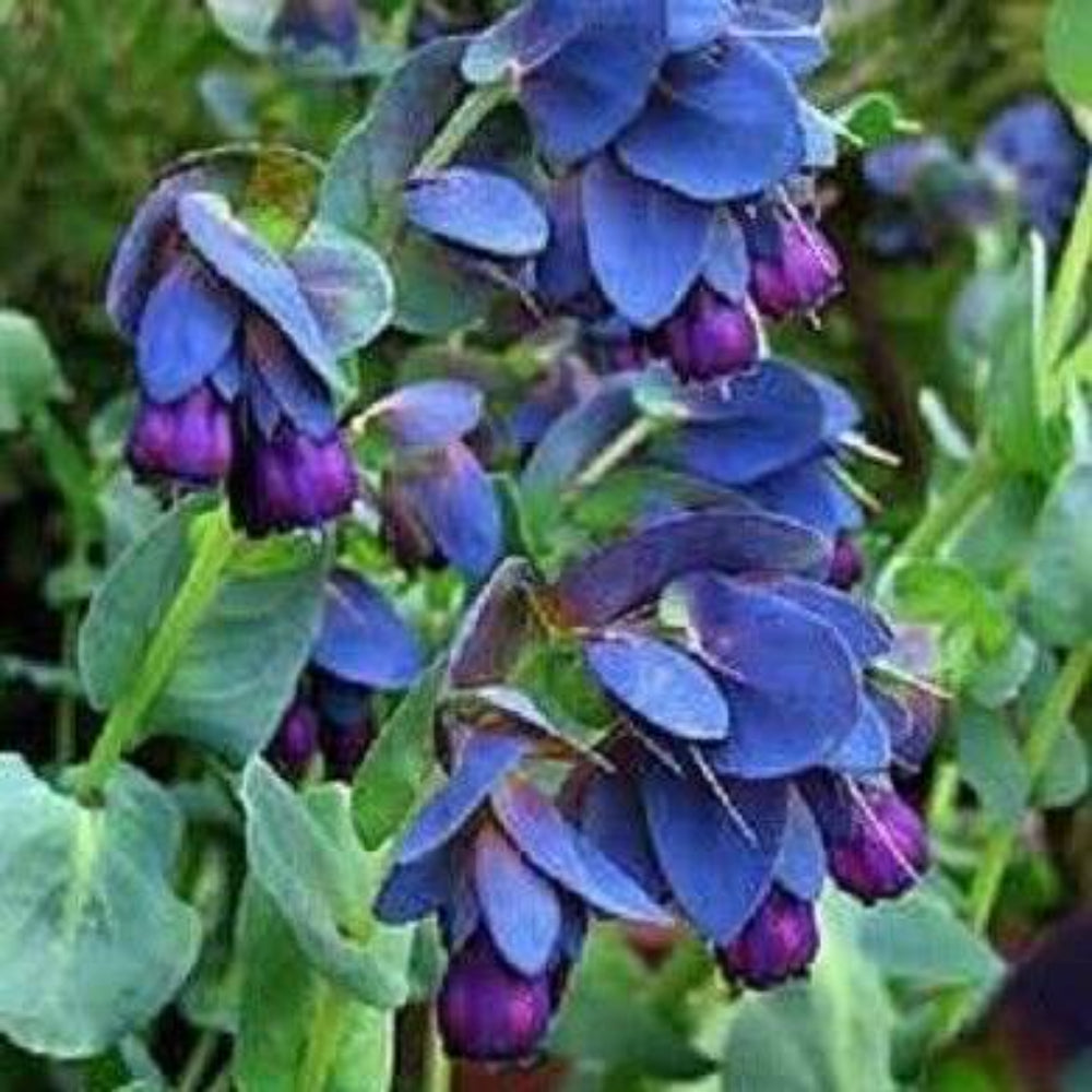 10 Blue Shrimp Plant / Honeywort Cerinthe Major Flower Seeds