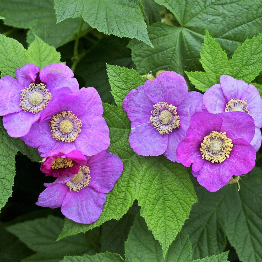 20 Purple Flowering Raspberry Thornless Edible Rubus Odoratus Fruit Seeds | www.seedsplantworld.com