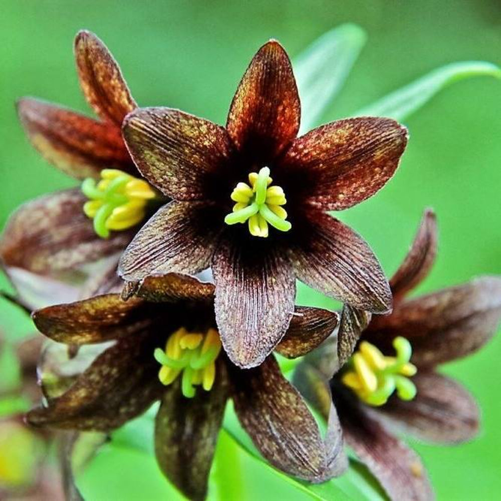 10 Chocolate Lily Black Kamchatka Brown Fritillaria Camschatcensis Flower Seeds | www.seedsplantworld.com