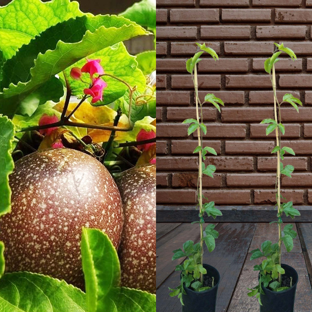 plant passion fruit from seeds Purple Passion Fruit (Passiflora Edulis) Fruit Tree
