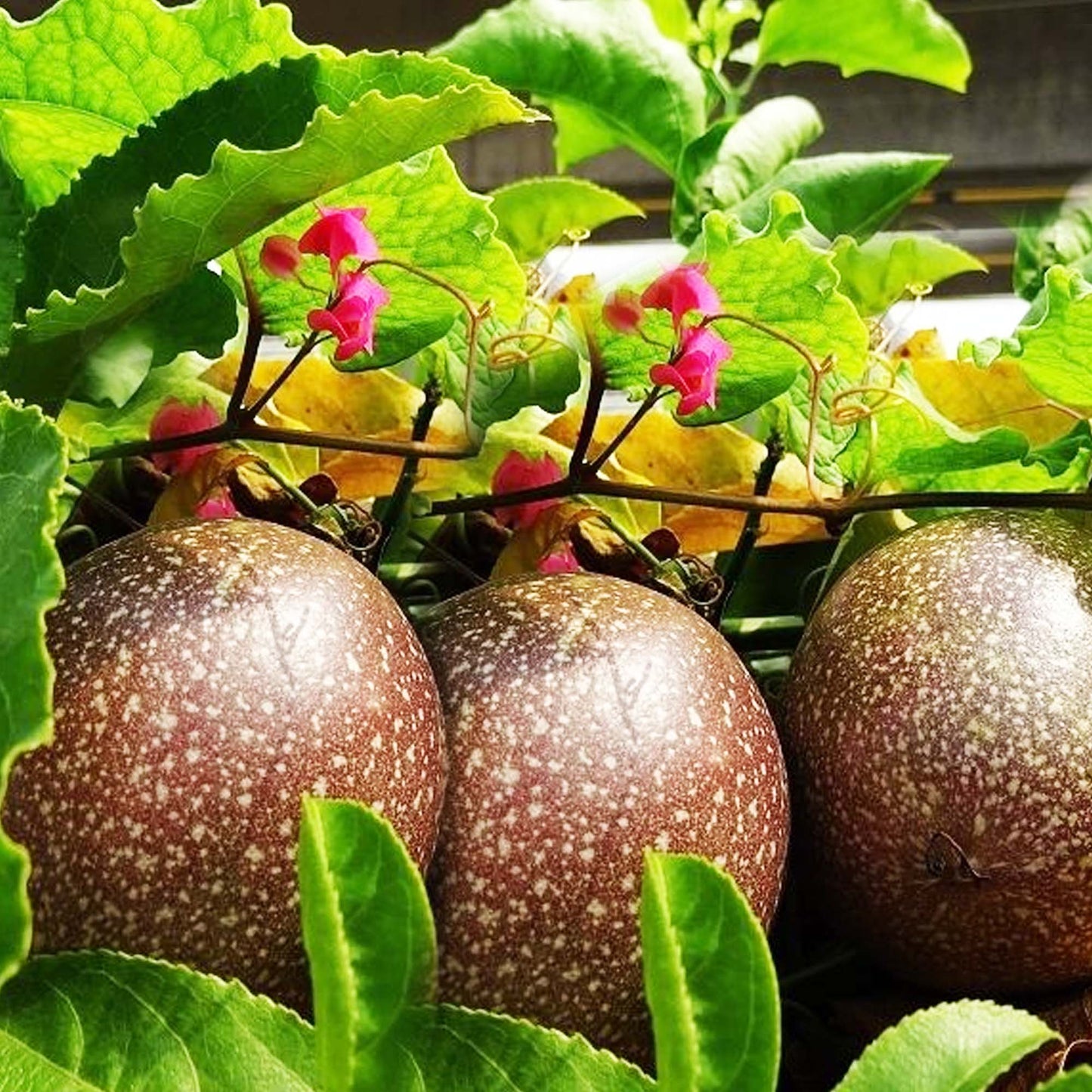 Purple Passion Fruit (Passiflora Edulis) Fruit Tree