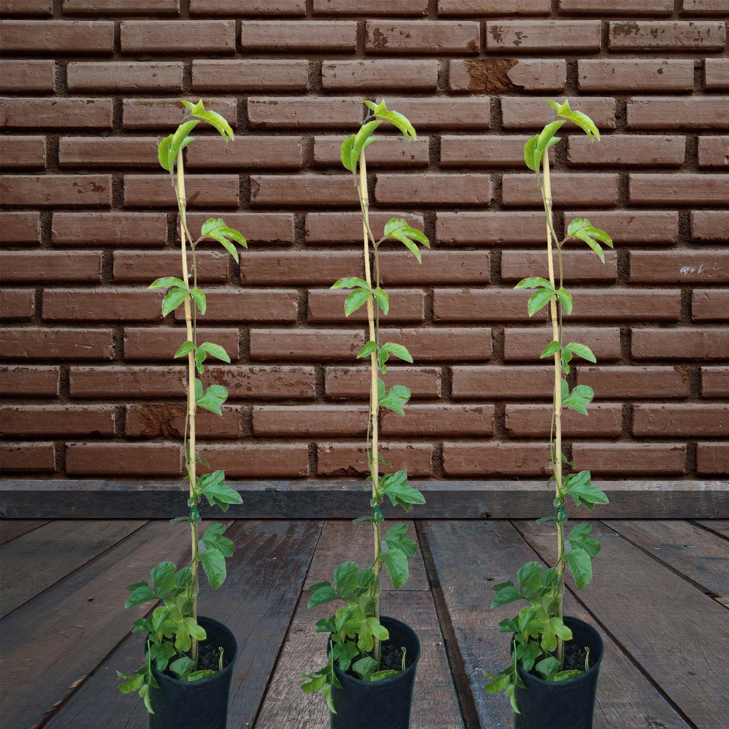 Purple Passion Fruit (Passiflora Edulis) Fruit Tree