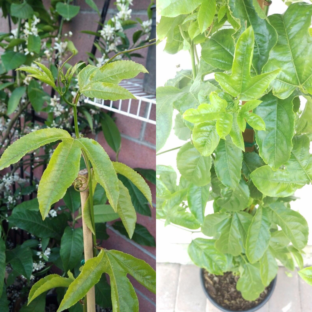 Purple Passion Fruit (Passiflora Edulis) Fruit Tree