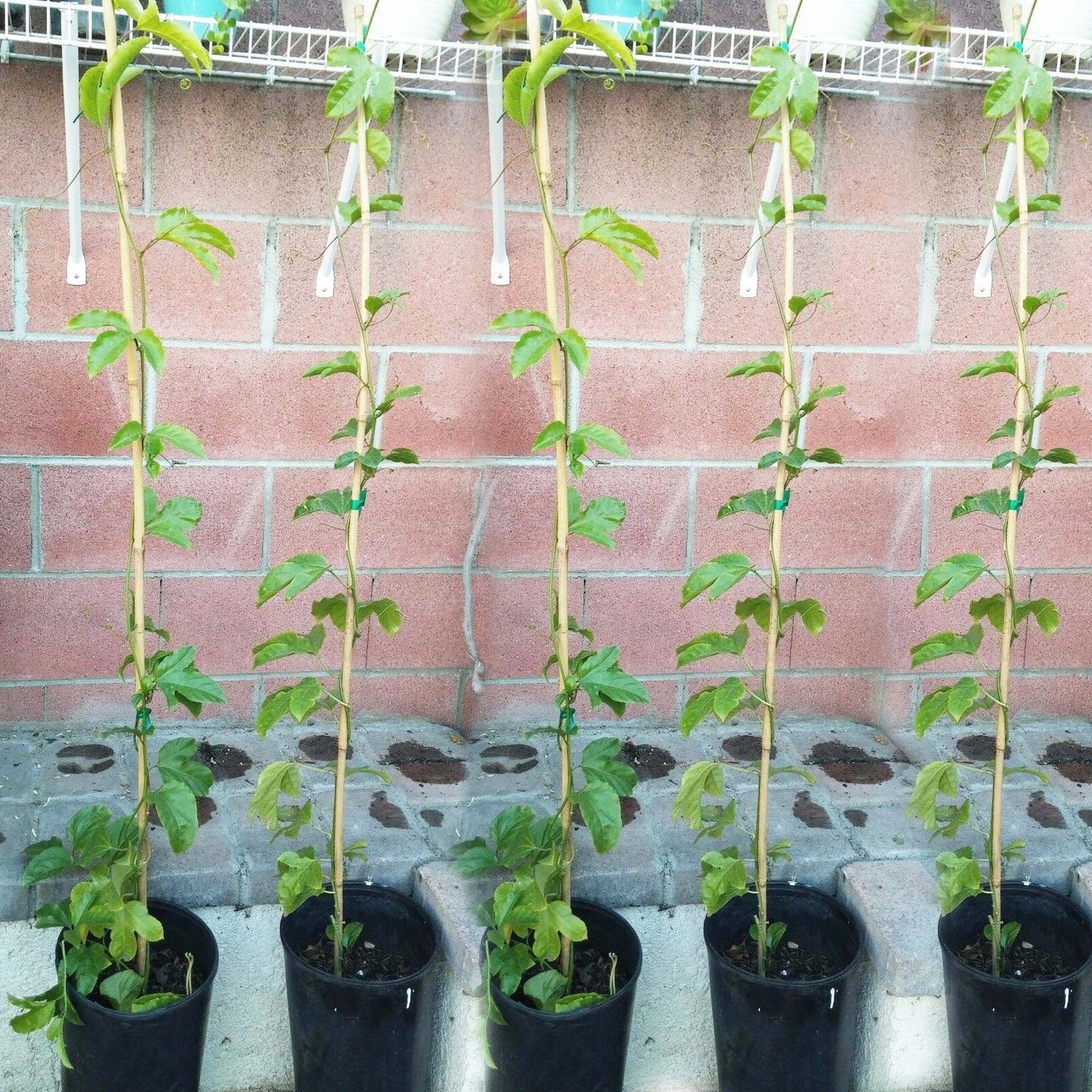 Purple Passion Fruit (Passiflora Edulis) Fruit Tree