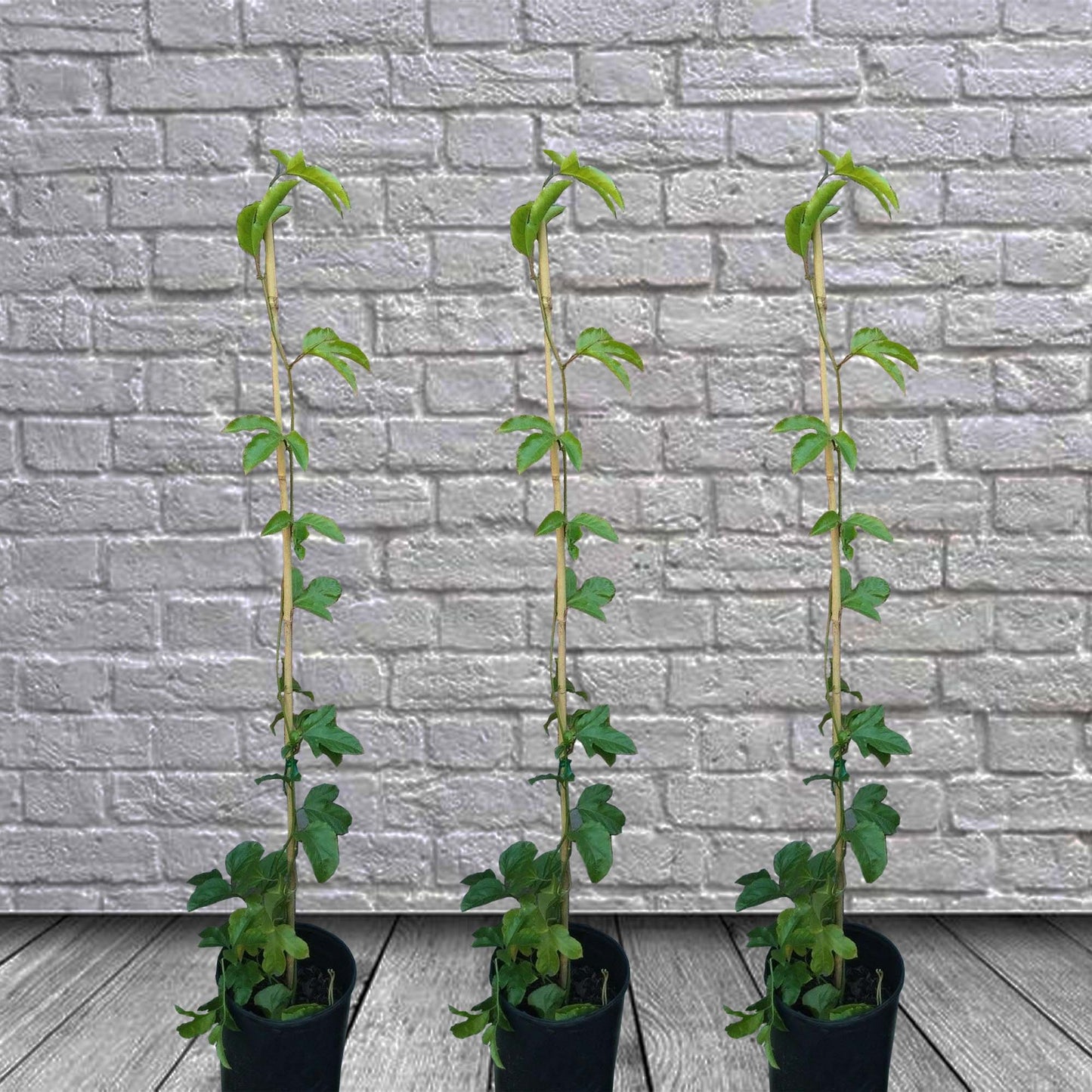 Purple Passion Fruit (Passiflora Edulis) Fruit Tree