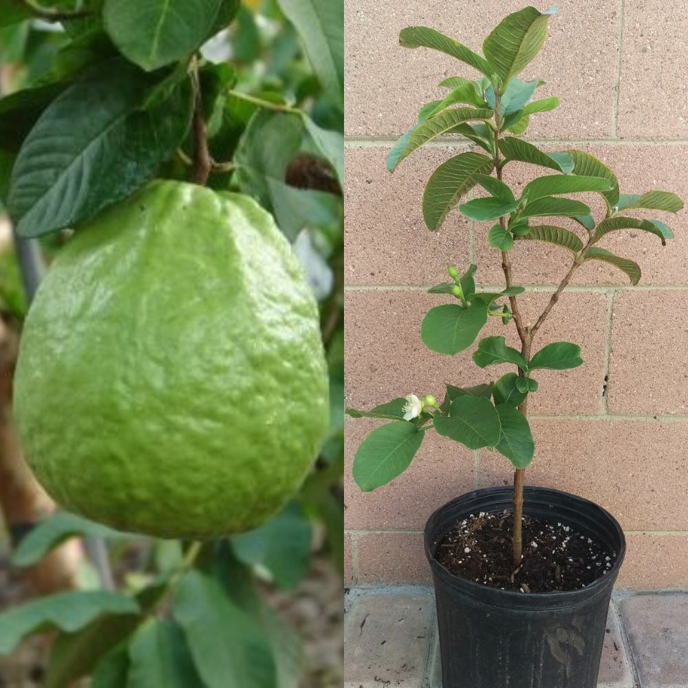 Thai Guavas Tropical Fruit Tree | www.seedsplantworld.com