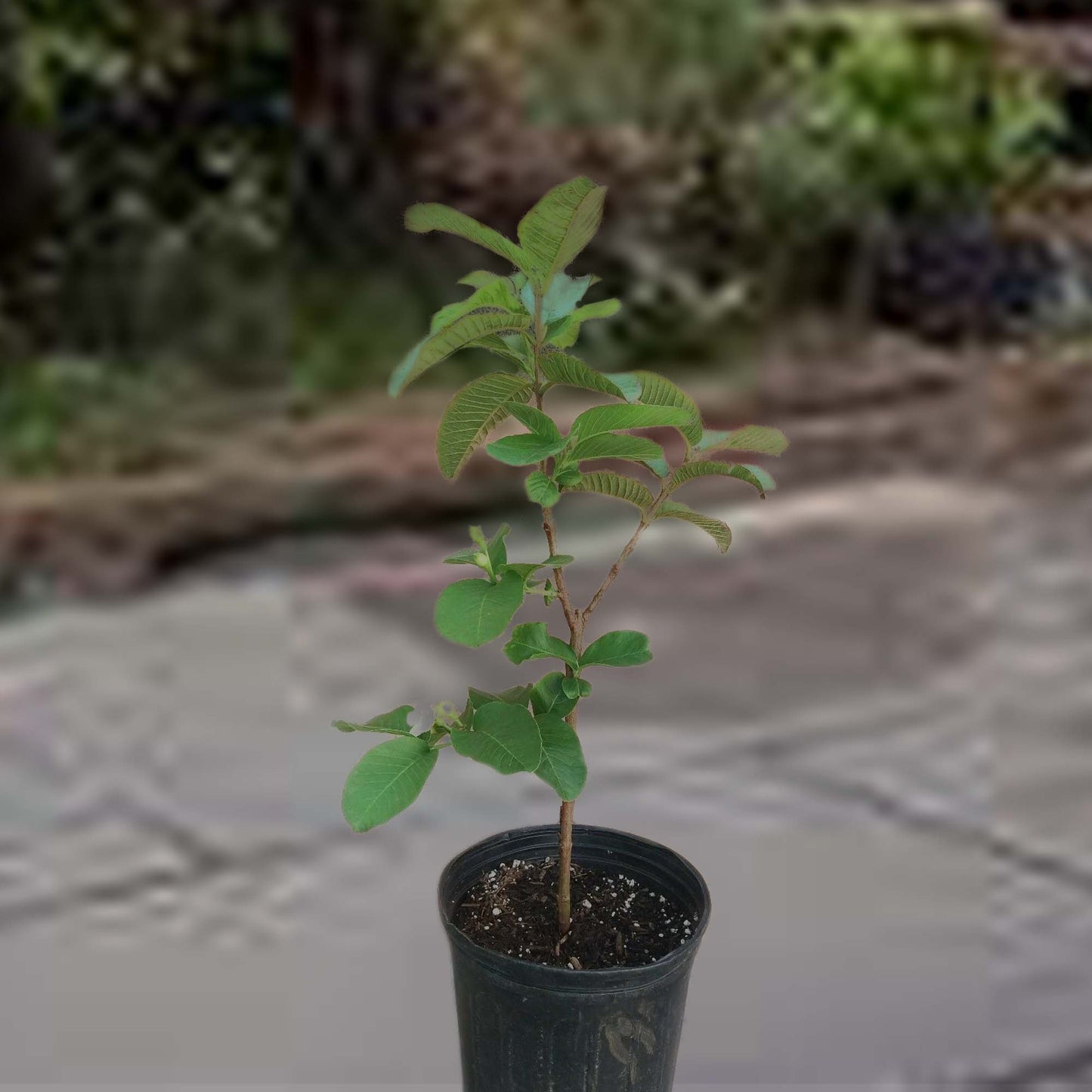 Thai Guavas Tropical Fruit Tree