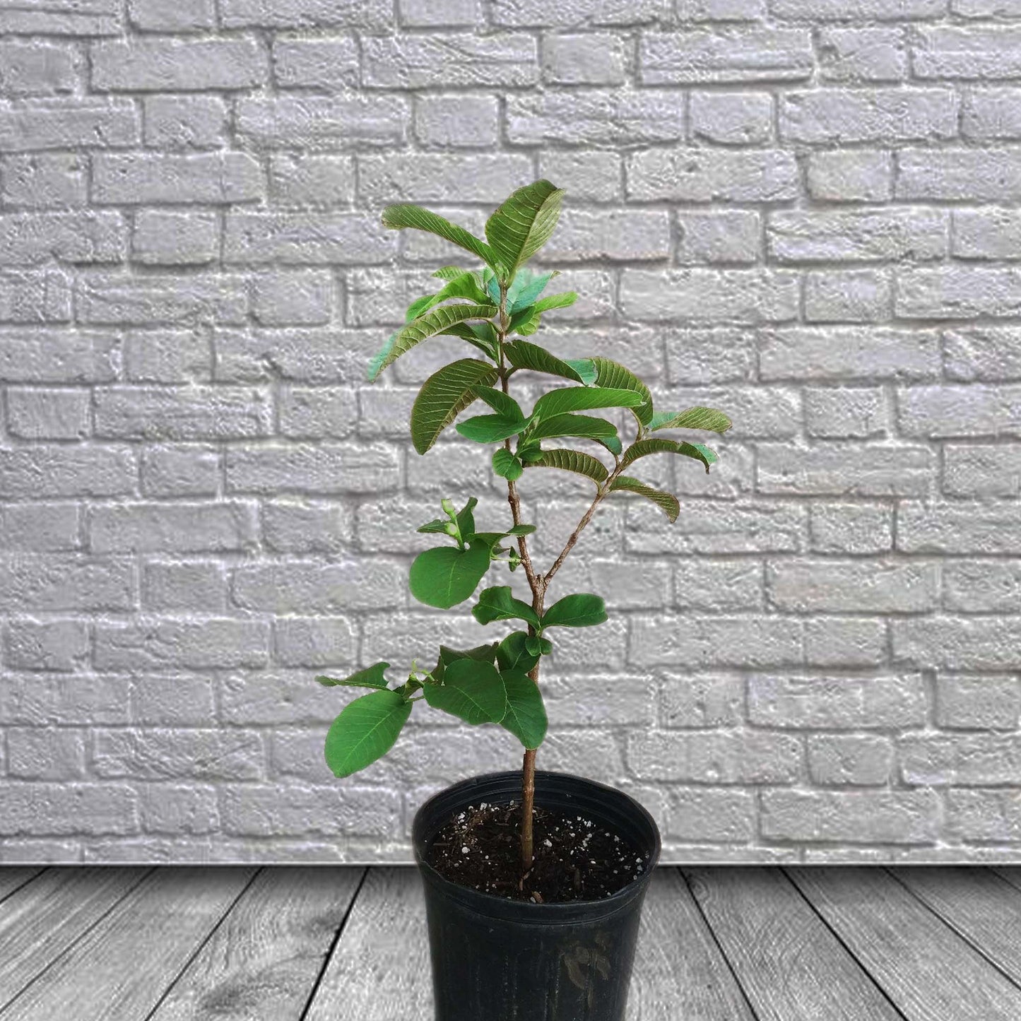 Thai Guavas Tropical Fruit Tree