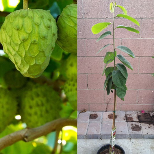 Cherimoya Honeyhart Tropical Fruit Tree | www.seedsplantworld.com