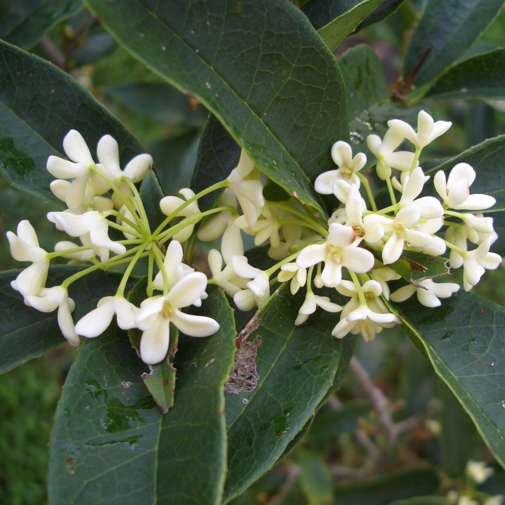 Sweet Olive (Osmanthus Fragrans) Flower Live Plant