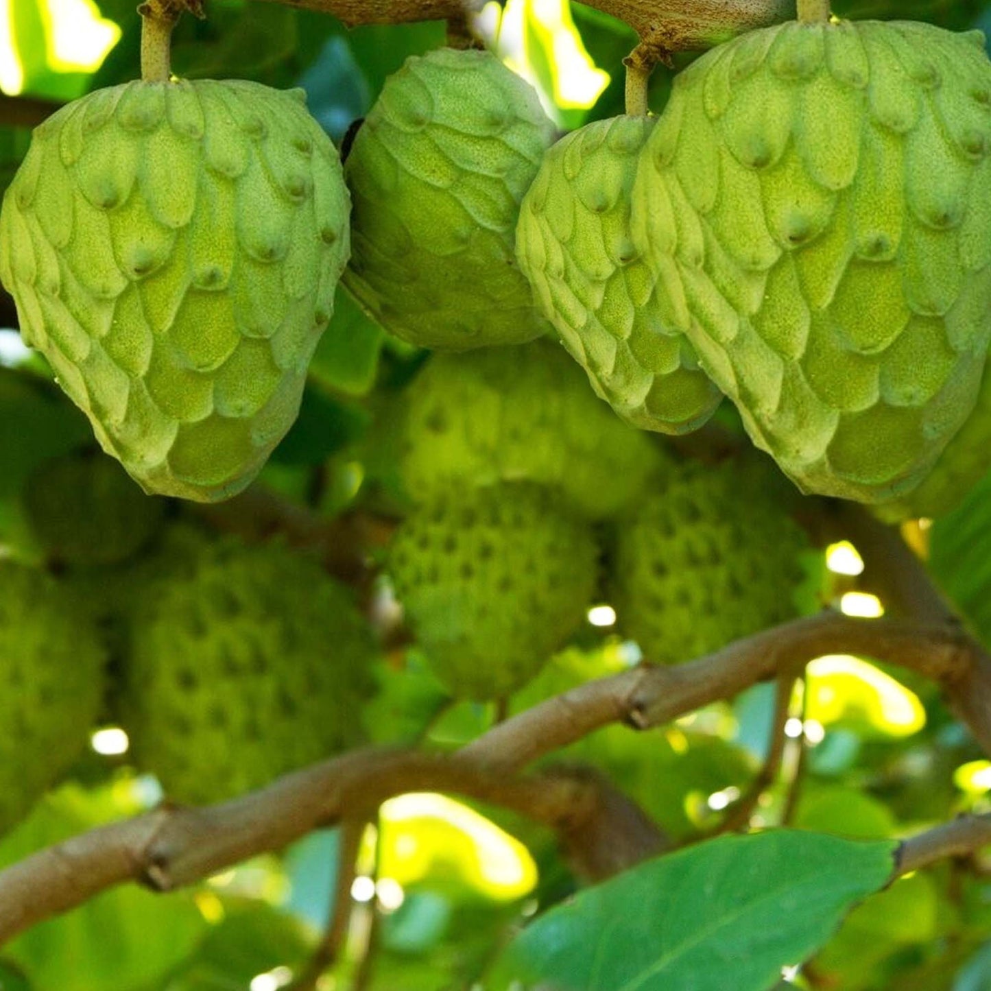 Cherimoya Honeyhart Tropical Fruit Tree
