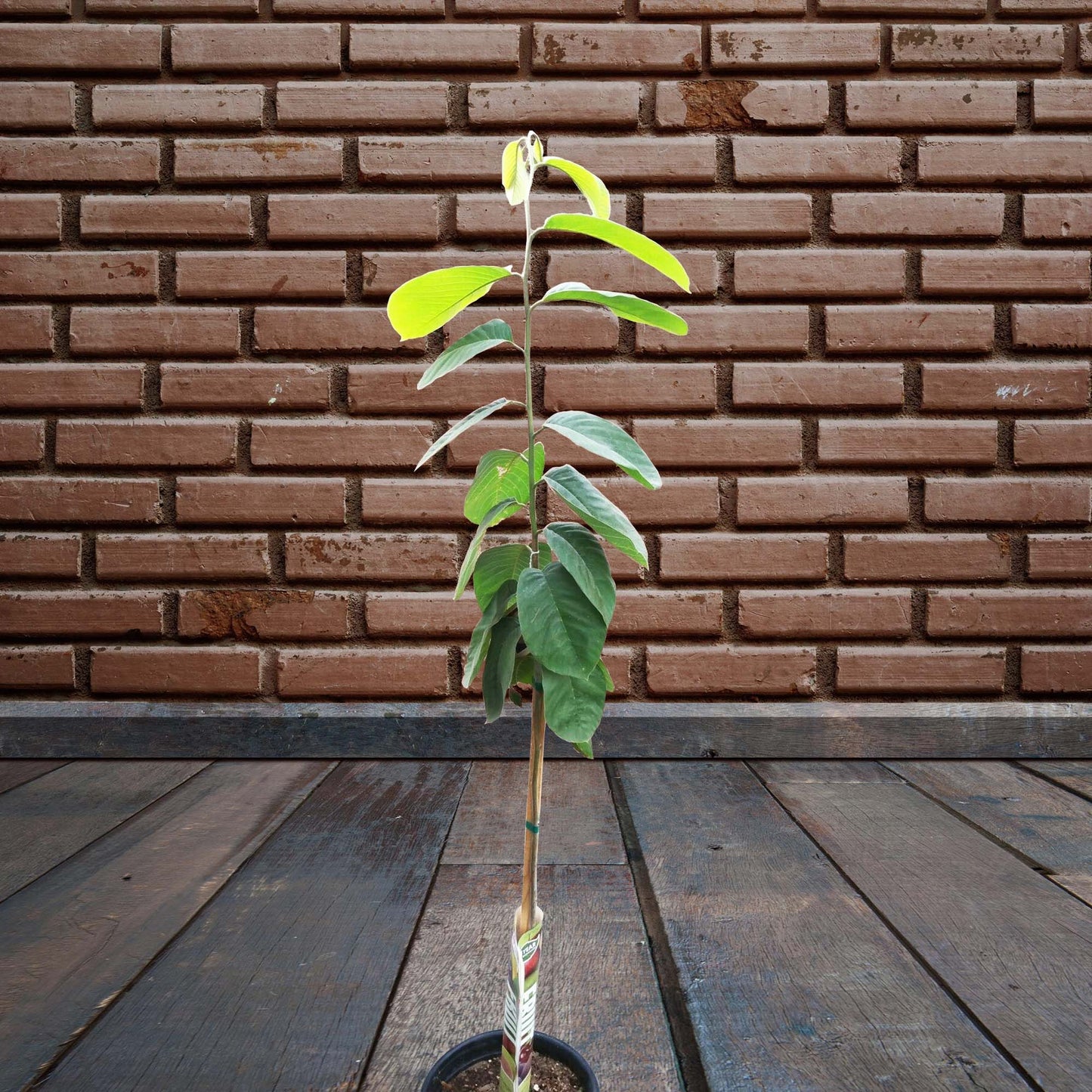 Cherimoya Honeyhart Tropical Fruit Tree