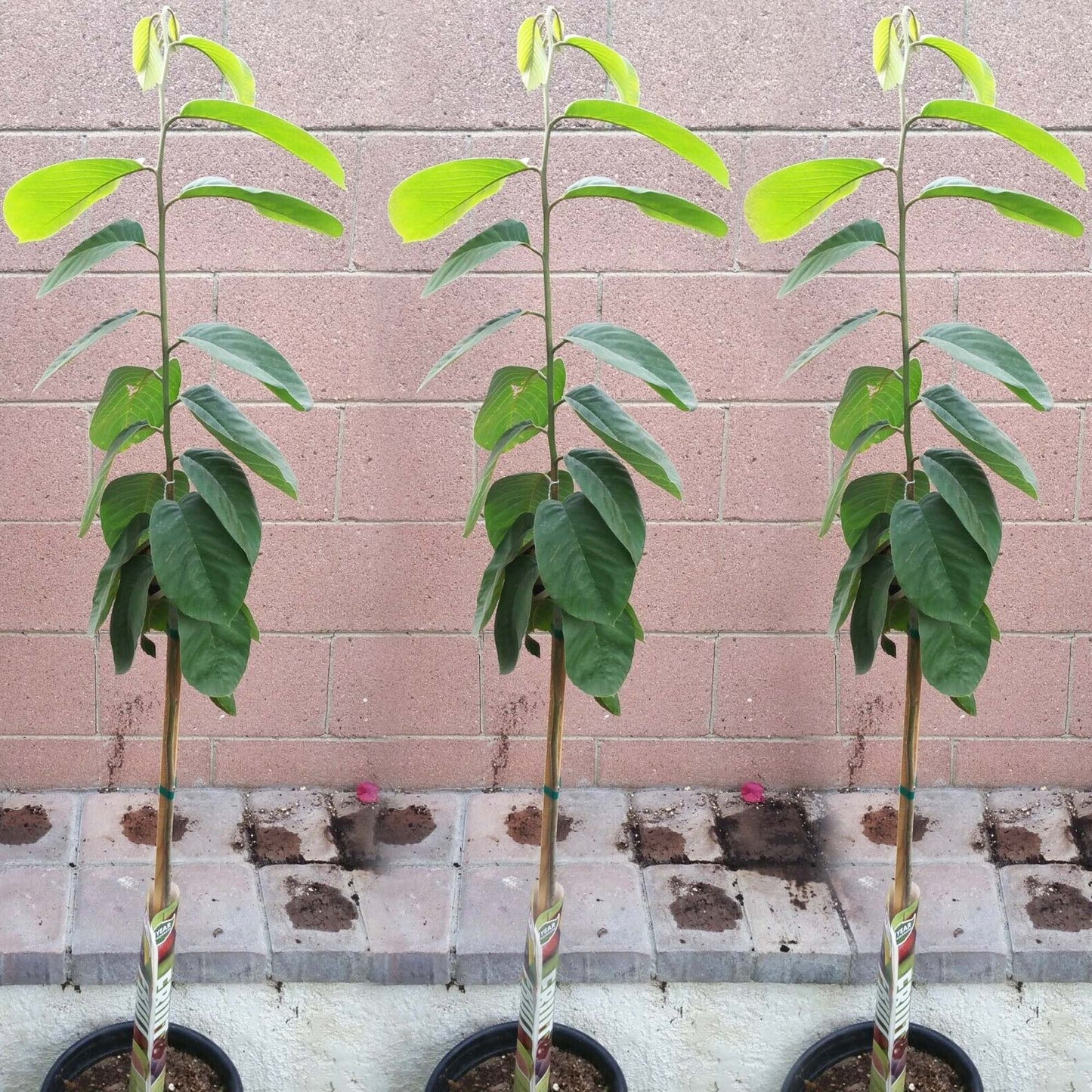 Cherimoya Honeyhart Tropical Fruit Tree