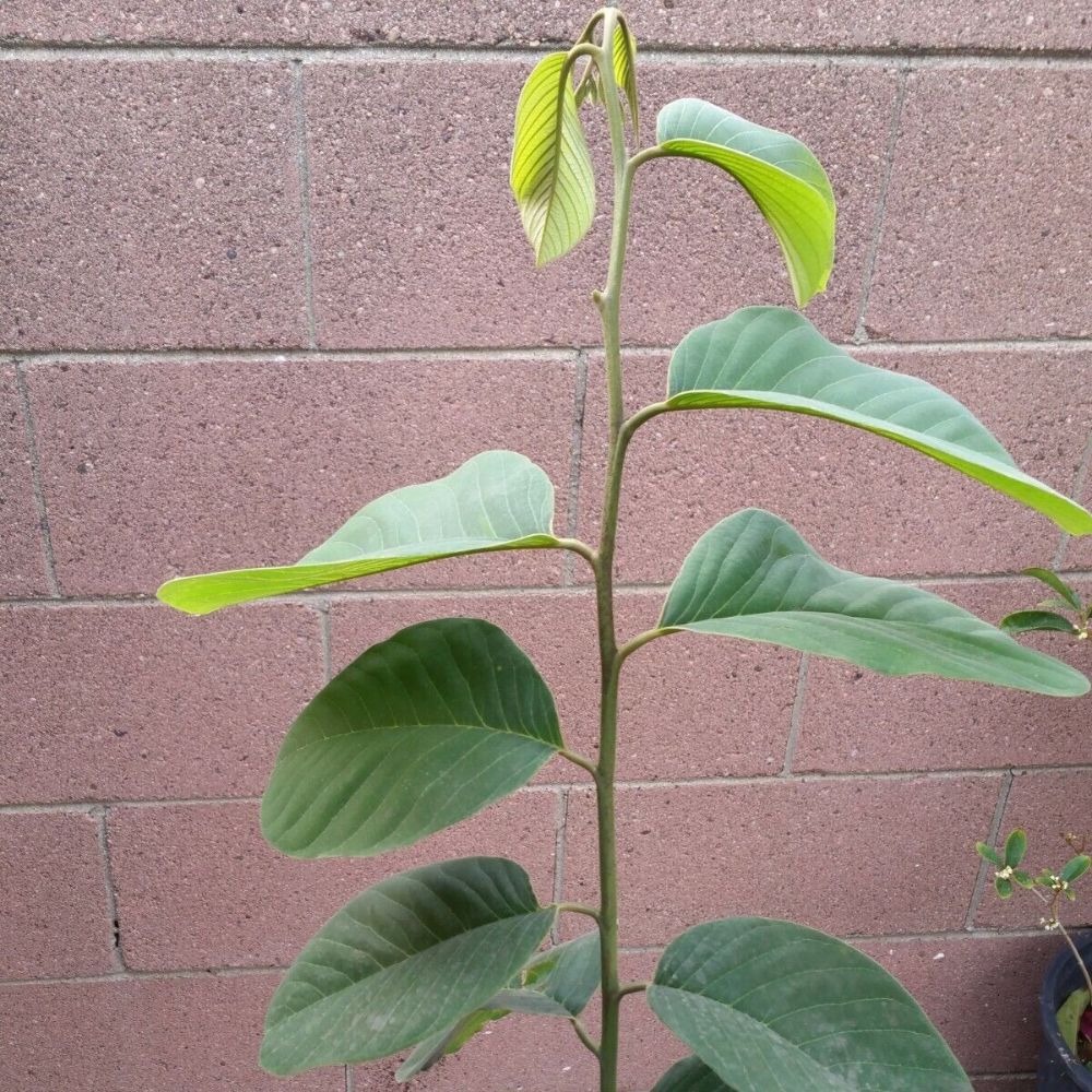 Cherimoya Honeyhart Tropical Fruit Tree