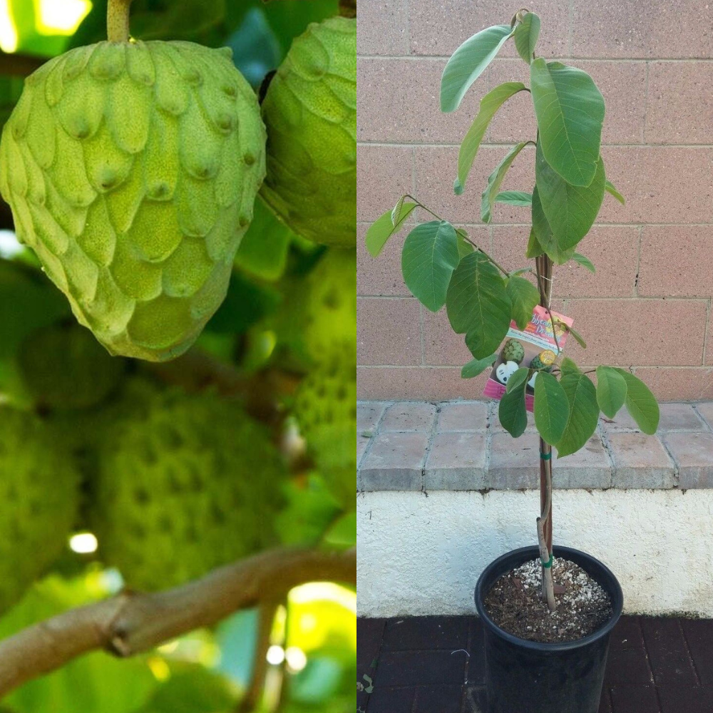 Cherimoya Vietnamese Tropical Fruit Tree | seedsplantworld.com