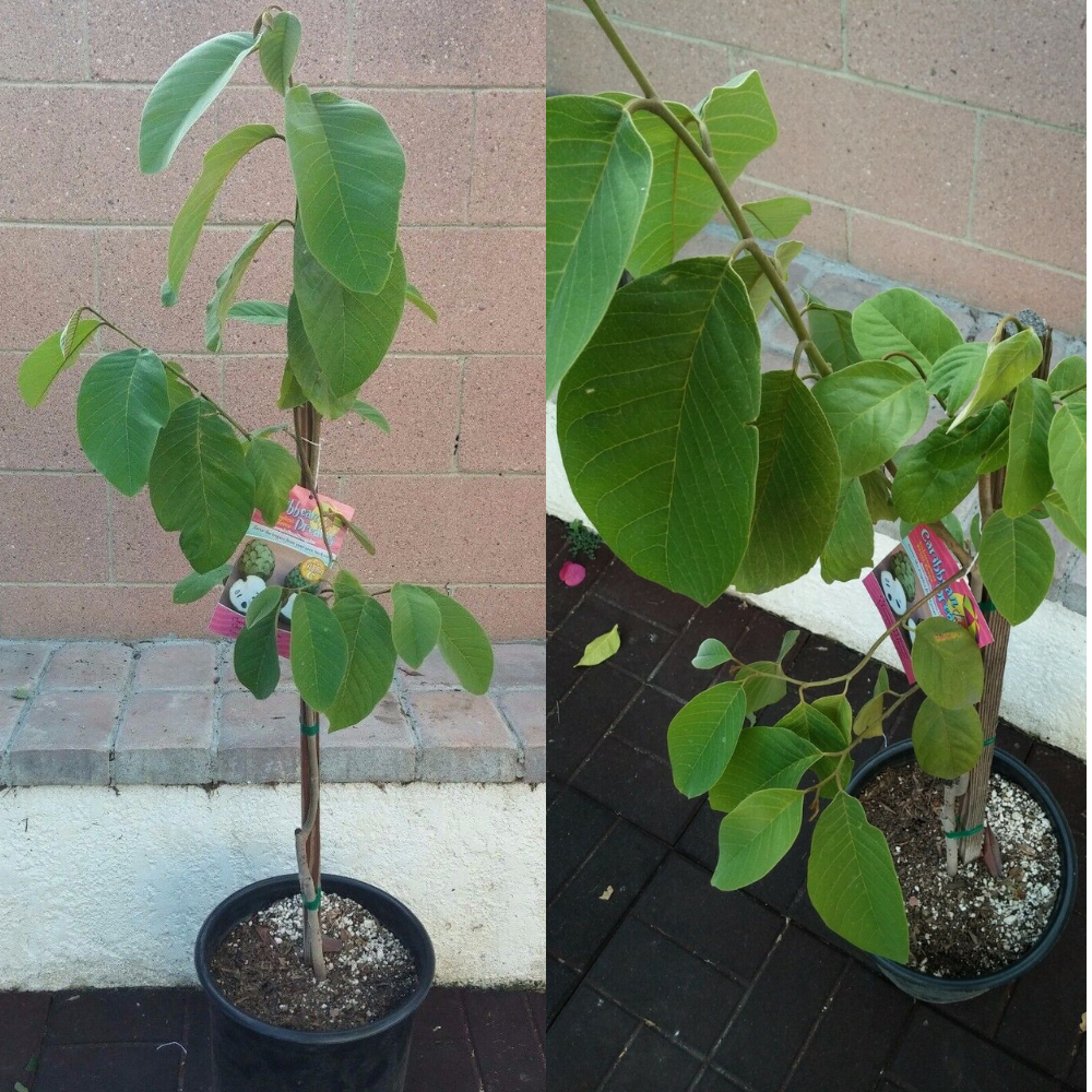 Cherimoya Vietnamese Tropical Fruit Tree