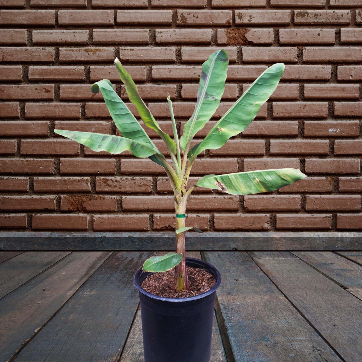 Dwarf Cavendish Banana Tropical Fruit Tree