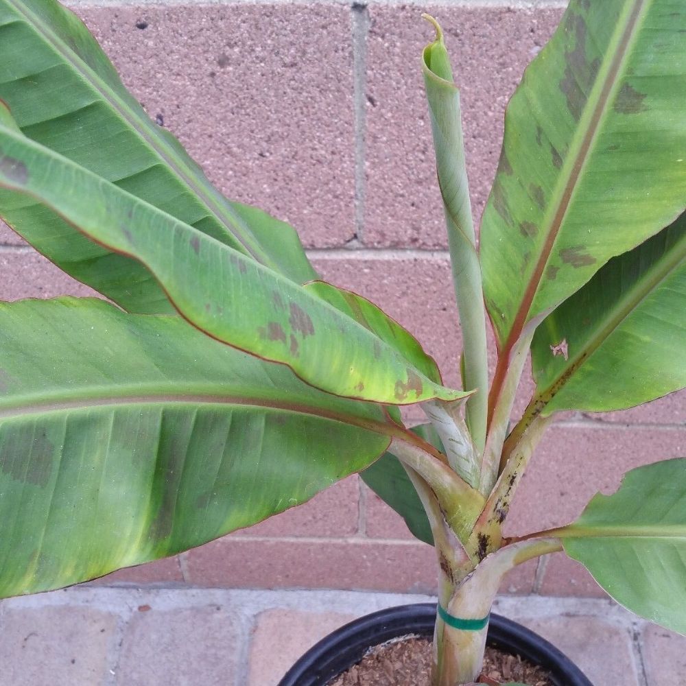 Dwarf Cavendish Banana Tropical Fruit Tree