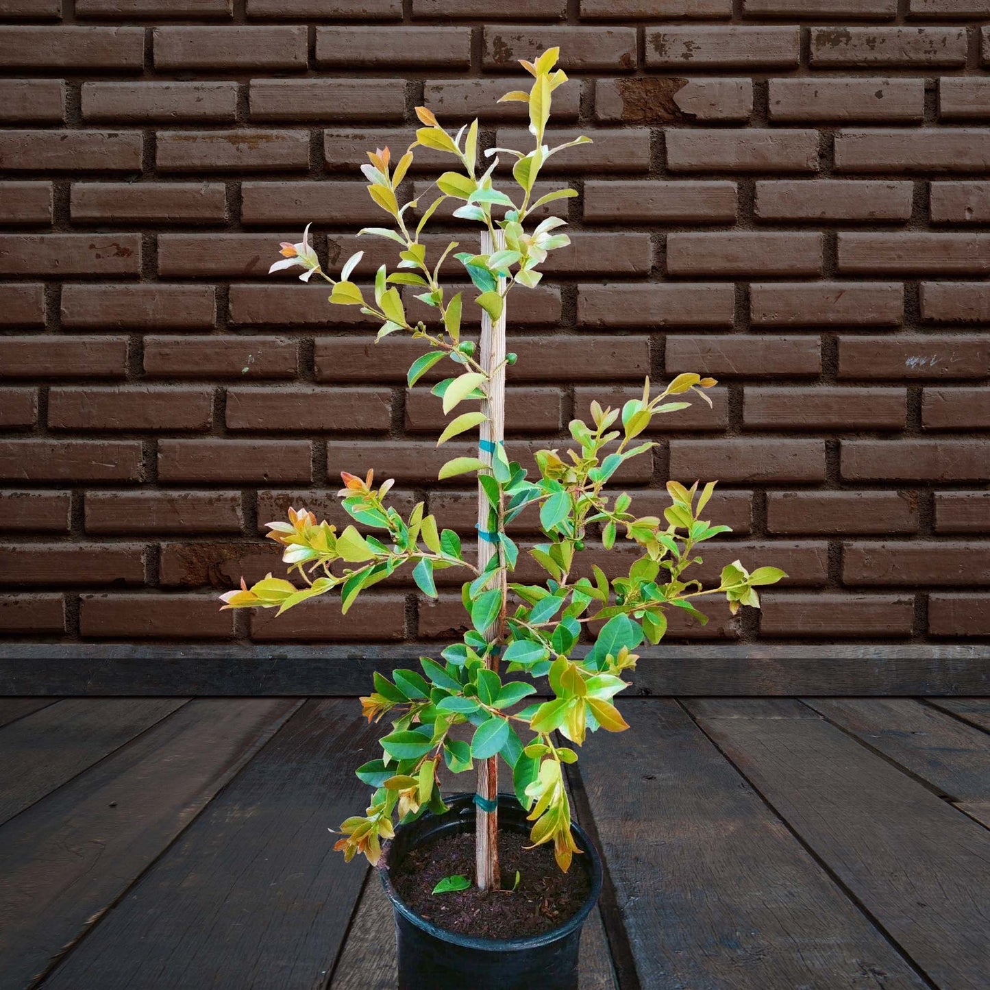 Lemon Yellow Guava Tropical Fruit Tree