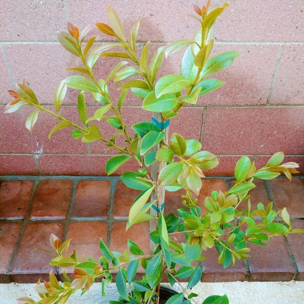 Lemon Yellow Guava Tropical Fruit Tree