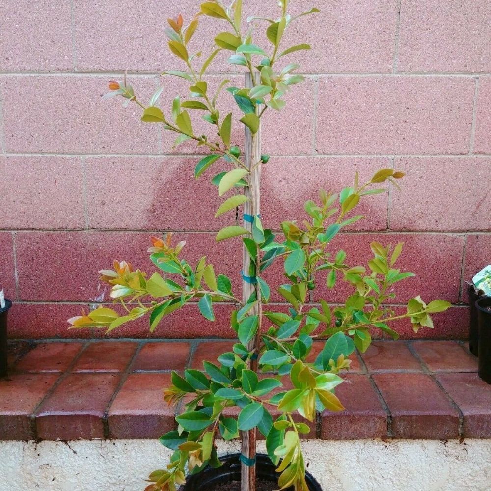 Lemon Yellow Guava Tropical Fruit Tree